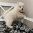 agreables-chiots-samoyedes