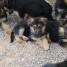 chiots-berger-allemand