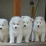 chiots-samoyede