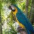 perroquets-ara-ararauna