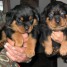 mignons-intelligent-rottweiller-a-donner-marcylavois-gmail-com