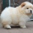 sublime-chiots-chow-chow-a-donner