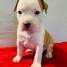 chiots-american-staffordshire-terrier-de-3-mois-a-adopter