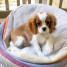 bebes-cavaliers-king-charles-a-adopter