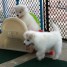 mignons-mimi-chiots-samoyedes-a-adopter