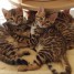 adorables-chatons-bengal-loof