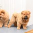 adorables-chiots-chow-chow-lof