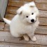 adorables-chiots-samoyede-lof