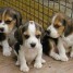 adorables-chiots-beagle-lof