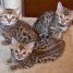 magnifiques-chatons-bengal-loof