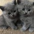 magnifiques-chatons-british-shorthair-loof