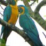 magnifique-couple-de-perroquets-ara