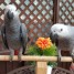 splendides-couple-de-perroquets-gris-du-gabon