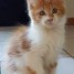 splendides-chatons-maine-coon-loof