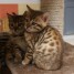 adorables-chatons-bengal-loof-a-donner