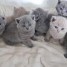 adorables-chatons-british-shorthair-loof