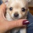 adorables-chiots-chihuahua-lof-a-donner