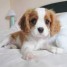 adorables-chiots-cavalier-king-charles-lof-a-donner