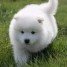adorables-chiots-samoyede-lof-a-donner