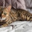 magnifiques-chatons-bengal-loof-a-donner