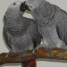 couple-de-perroquets-gris-du-gabon-a-donner