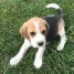 magnifiques-chiots-beagle-lof-a-donner