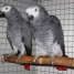 magnifique-couple-de-perroquets-gris-du-gabon