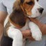 chiots-beagle-lof-pour-bonne-maman
