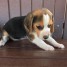 mignons-bebes-beagle-a-adopter