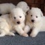 mes-mignons-petits-bergers-blancs-suisse-sont-a-adopter