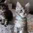 adorables-chatons-maine-coon-loof