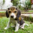 adorables-chiots-beagle-lof-a-donner