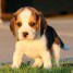 je-donnes-mes-bebes-beagle-gratuitement