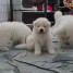 mignons-mimi-chiots-samoyedes-a-adopter
