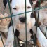 a-donner-chiots-american-staffordshire-terrier-de-3-mois