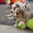 adorables-petits-bergers-australiens-a-donner-pour-adoption