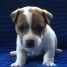 adorables-chiots-jack-russell-terrier-a-adopter