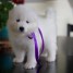 agreables-chiots-samoyedes-a-donner