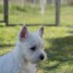 adorables-chiots-westie-a-adopter