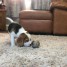 je-donne-mes-bebes-beagle-a-adopter