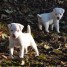 adorables-chiots-jack-russell-terrier