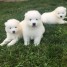 agreables-chiots-samoyedes-a-donner