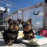 adopter-des-adorables-chiots-yorkshire