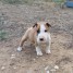 bebes-american-staffordshire-terrier-a-donner
