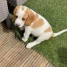 spendides-beagle-a-adopter