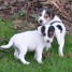 adorables-chiots-jack-russell-terrier-a-donner
