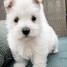 adopter-mes-adorables-chiots-westie