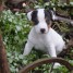 magnifiques-chiots-jack-russell-terrier-a-adopter