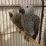 adorable-couple-de-perroquets-gris-du-gabon-a-donner