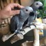 a-donner-gratuitement-perroquets-gris-du-gabon
